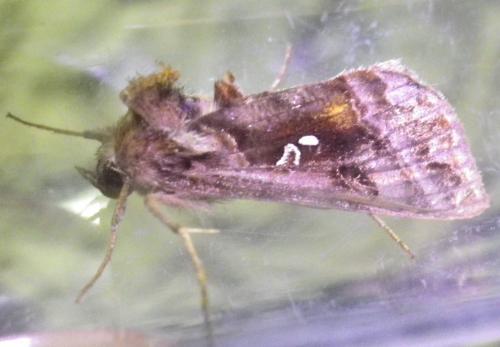 Réf. 236 727 : Autographa pulchrina